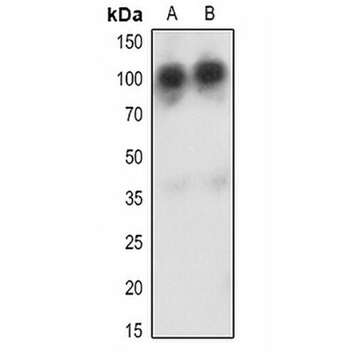 CD34 Rabbit Polyclonal Antibody