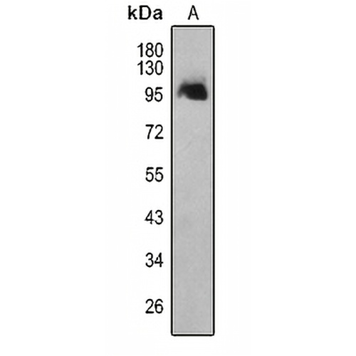 WWP1 Rabbit Polyclonal Antibody