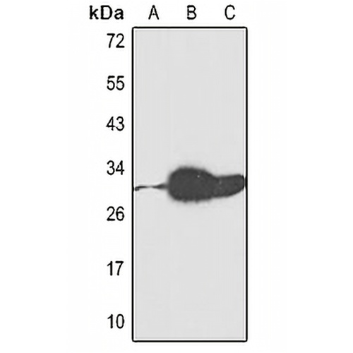 EPO Rabbit Polyclonal Antibody