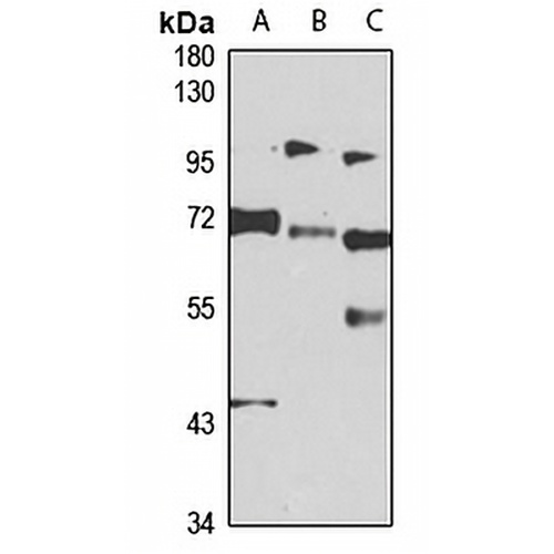 RBM14 Rabbit Polyclonal Antibody