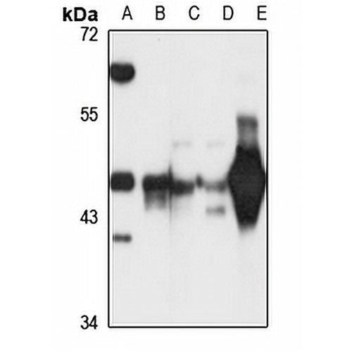 Septin 5 Rabbit Polyclonal Antibody