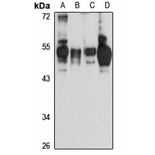 Septin 11 Rabbit Polyclonal Antibody