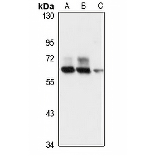 ACF Rabbit Polyclonal Antibody