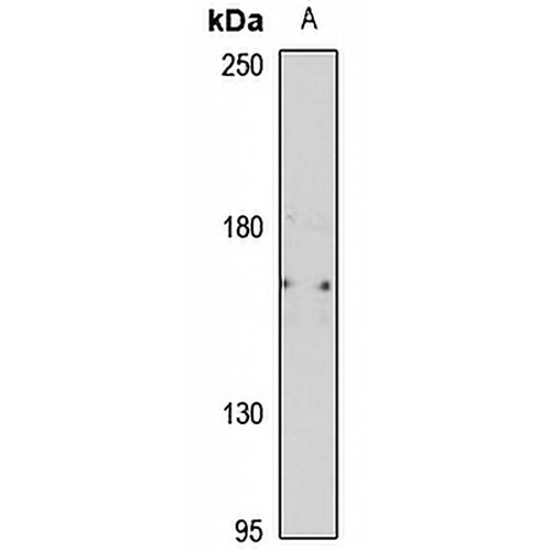 MRP5 Rabbit Polyclonal Antibody