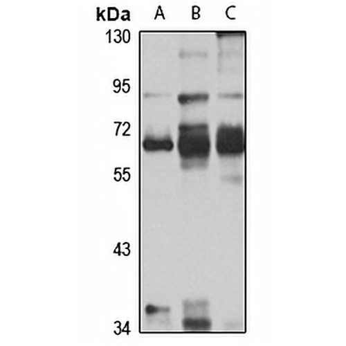ABCE1 Rabbit Polyclonal Antibody