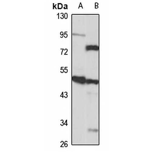 Abi-2 Rabbit Polyclonal Antibody