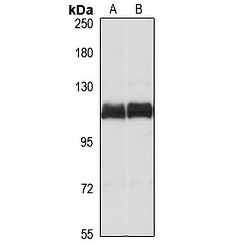 TARSH Rabbit Polyclonal Antibody
