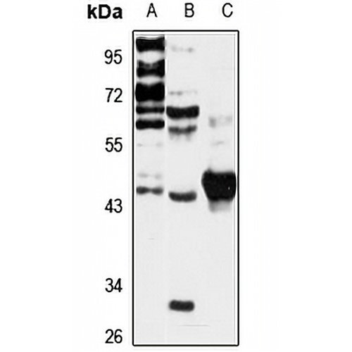 ACTL7B Rabbit Polyclonal Antibody