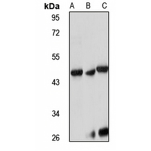 ACTR10 Rabbit Polyclonal Antibody