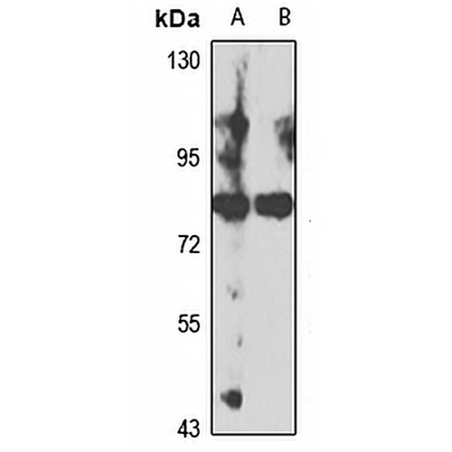 ADAMTSL1 Rabbit Polyclonal Antibody