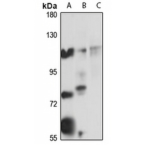 ADAMTSL4 Rabbit Polyclonal Antibody
