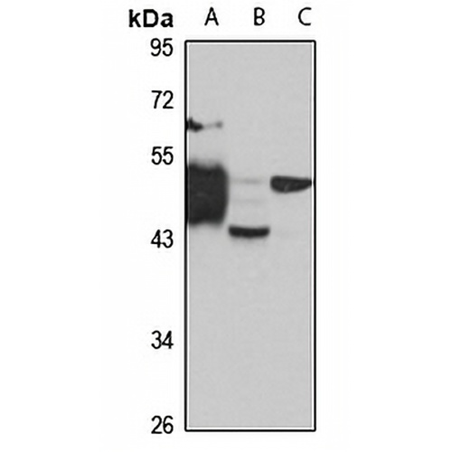 Centaurin-alpha-1 Rabbit Polyclonal Antibody