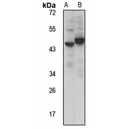 ODCP Rabbit Polyclonal Antibody