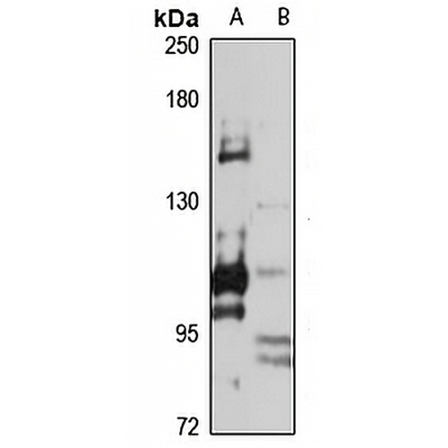 Adenylate Cyclase 3 Rabbit Polyclonal Antibody