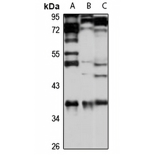 ARH1 Rabbit Polyclonal Antibody