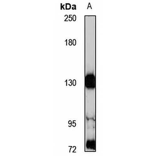 AEBP1 Rabbit Polyclonal Antibody