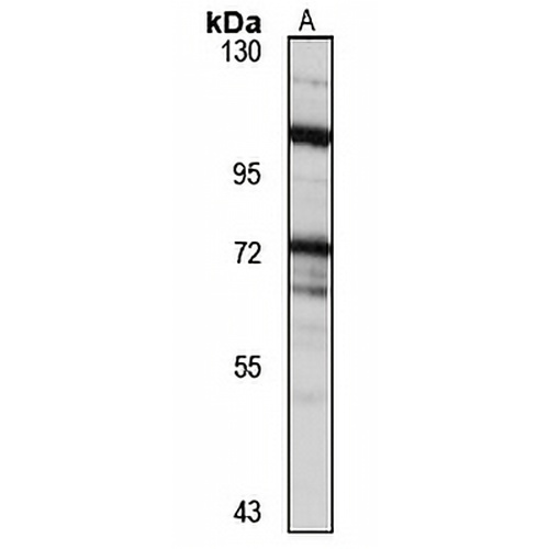 XB130 Rabbit Polyclonal Antibody
