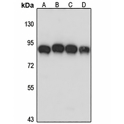 AFG3L2 Rabbit Polyclonal Antibody