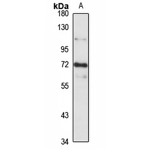 Afamin Rabbit Polyclonal Antibody