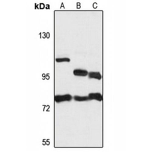 AK7 Rabbit Polyclonal Antibody