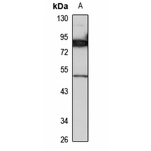 ALDH1A3 Rabbit Polyclonal Antibody