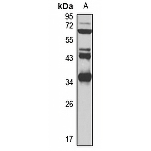 ALKBH4 Rabbit Polyclonal Antibody