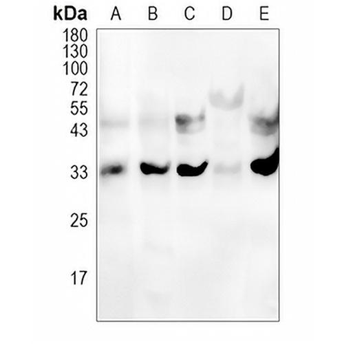 ALKBH5 Rabbit Polyclonal Antibody