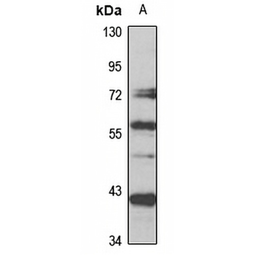 MIS Rabbit Polyclonal Antibody