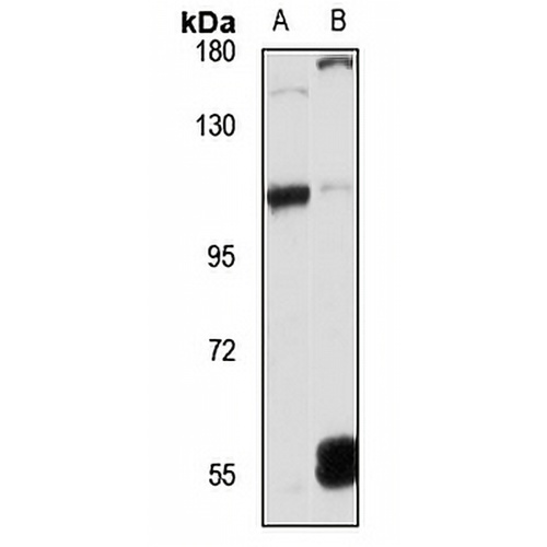 Angiomotin-L2 Rabbit Polyclonal Antibody