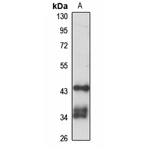 ANGPTL5 Rabbit Polyclonal Antibody
