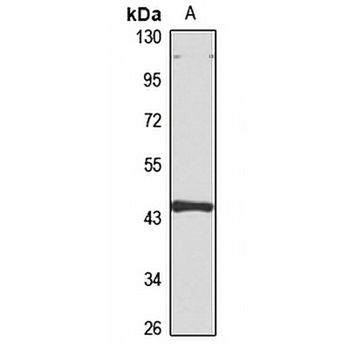 ANKH Rabbit Polyclonal Antibody