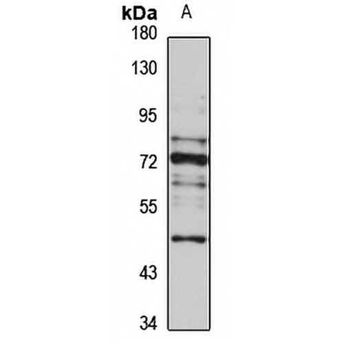 ANKRD13A Rabbit Polyclonal Antibody