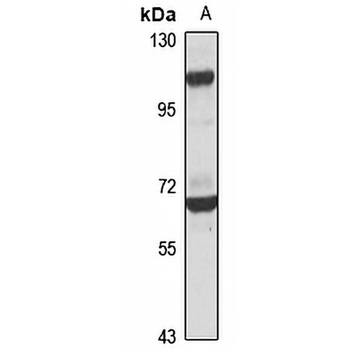 ANKRD44 Rabbit Polyclonal Antibody