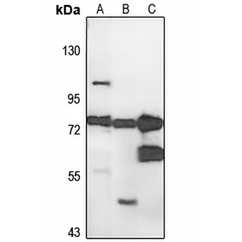 ANKZF1 Rabbit Polyclonal Antibody