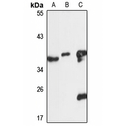 Annexin A13 Rabbit Polyclonal Antibody