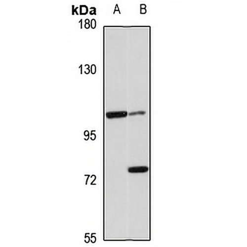 AP3D1 Rabbit Polyclonal Antibody