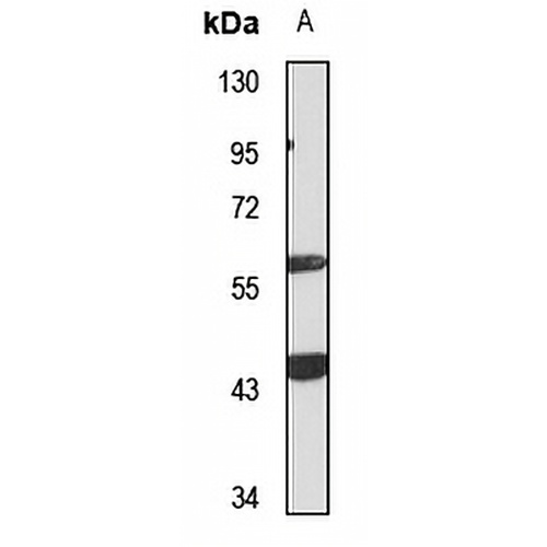 APE2 Rabbit Polyclonal Antibody