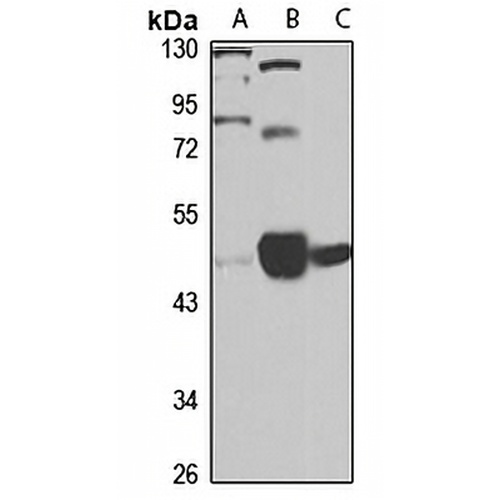 Apolipoprotein A4 Rabbit Polyclonal Antibody