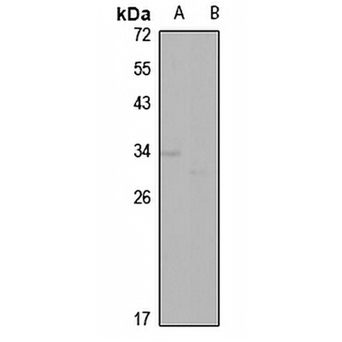 Apolipoprotein D Rabbit Polyclonal Antibody