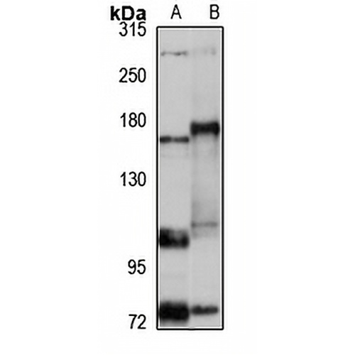 ARAP2 Rabbit Polyclonal Antibody