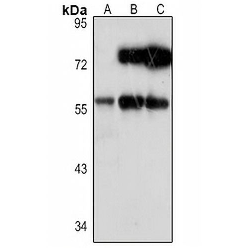 ARFGAP2 Rabbit Polyclonal Antibody