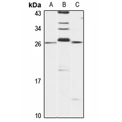 ARFRP1 Rabbit Polyclonal Antibody