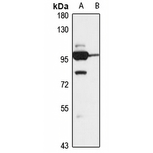 SGEF Rabbit Polyclonal Antibody