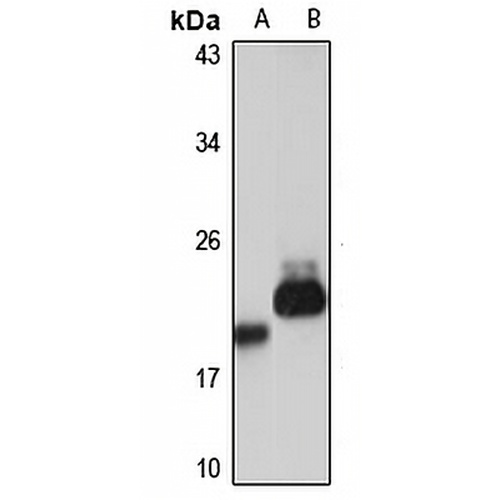 ARL8B Rabbit Polyclonal Antibody