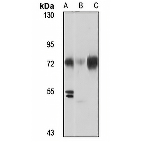 BMAL1 Rabbit Polyclonal Antibody
