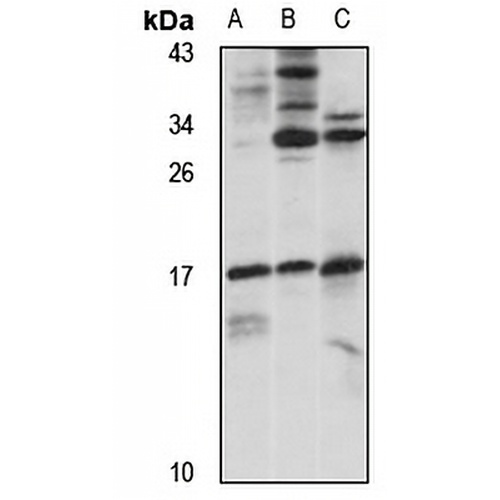 ARPC5L Rabbit Polyclonal Antibody