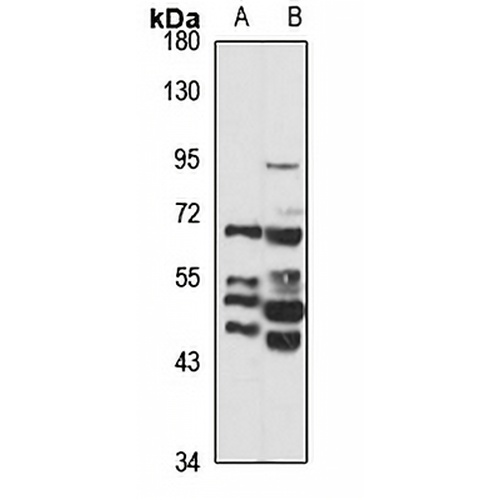Arylsulfatase H Rabbit Polyclonal Antibody
