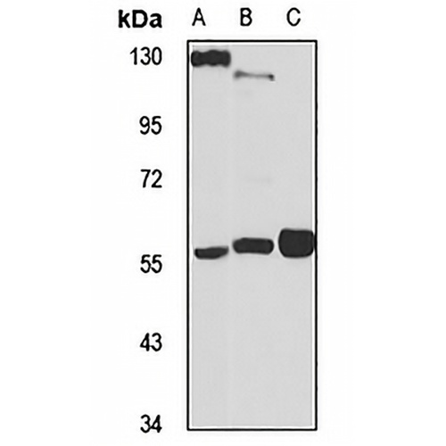 ARX Rabbit Polyclonal Antibody
