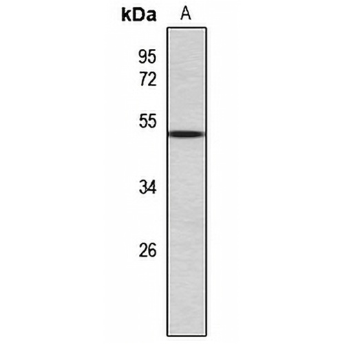 ASMT Rabbit Polyclonal Antibody