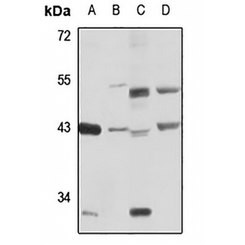 Asporin Rabbit Polyclonal Antibody